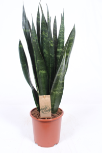 (01) SANSEVIERIA BLACK CORAL P17