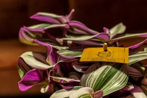 (01) TRADESCANTIA NANOUK 12CM - afbeelding 4