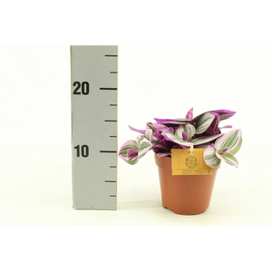 (01) TRADESCANTIA NANOUK 12CM - afbeelding 3