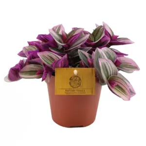 (01) TRADESCANTIA NANOUK 12CM - afbeelding 1