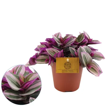 (01) TRADESCANTIA NANOUK 12CM - afbeelding 2
