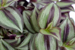 (01) TRADESCANTIA ZEBRINA, 12CM - afbeelding 2