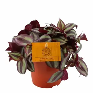 (01) TRADESCANTIA ZEBRINA, 12CM - afbeelding 1