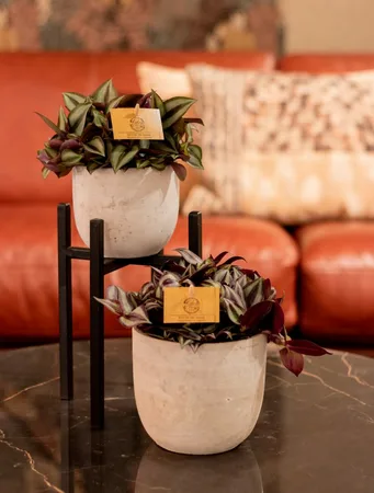 (01) TRADESCANTIA ZEBRINA, 12CM - afbeelding 3