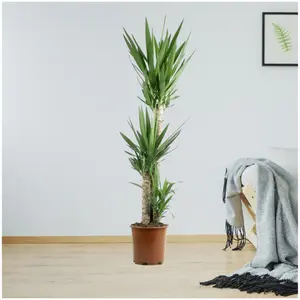 (01) YUCCA P21 60-35-20 - afbeelding 2