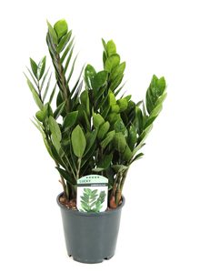 (01) ZAMIOCULCAS P14 - afbeelding 2