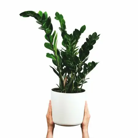 (01) ZAMIOCULCAS P14 - afbeelding 2