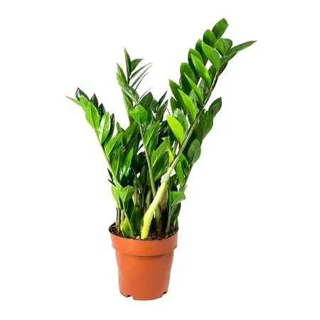 (01) ZAMIOCULCAS P17 - afbeelding 3