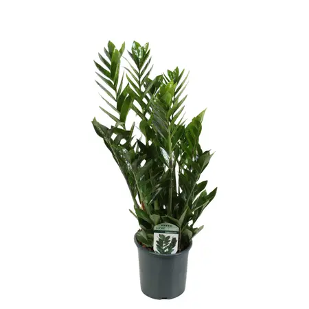 (01) ZAMIOCULCAS P17 - afbeelding 1