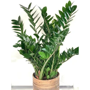 (01) ZAMIOCULCAS P17 - afbeelding 2