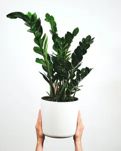 (01) ZAMIOCULCAS P21 - afbeelding 4