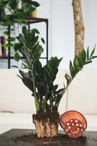 (01) ZAMIOCULCAS P21 - afbeelding 4