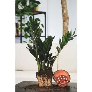 (01) ZAMIOCULCAS P21 - afbeelding 2