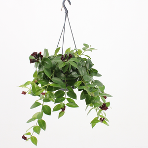 (02) AESCHYNANTHUS MONA LISA - afbeelding 2
