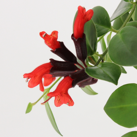(02) AESCHYNANTHUS MONA LISA - afbeelding 3