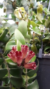 (02) AESCHYNANTHUS RASTA - afbeelding 3