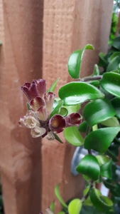 (02) AESCHYNANTHUS RASTA - afbeelding 4