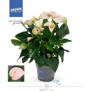 (02) ANTHURIUM JOLI PEACH P17 - afbeelding 2