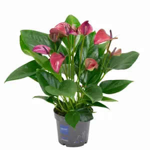 (02) ANTHURIUM KARMA PURPLE P12 - afbeelding 2