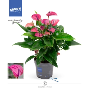 (02) ANTHURIUM KARMA PURPLE P17 - afbeelding 3