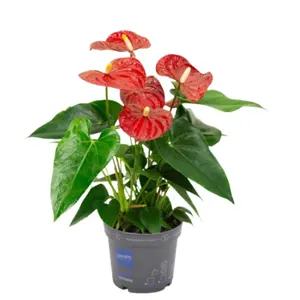 (02) ANTHURIUM KARMA RED P12 - afbeelding 2
