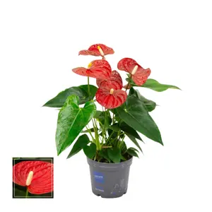 (02) ANTHURIUM KARMA RED P12 - afbeelding 2