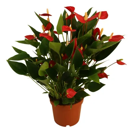 (02) ANTHURIUM  MILLION FLOWER RED POTM 12