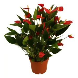 (02) ANTHURIUM MILLION FLOWER RED POTM 12