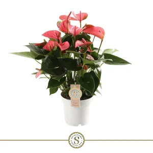 (02) ANTHURIUM PINK CHAMPION P14