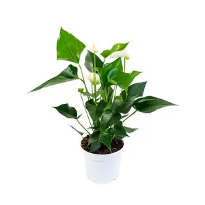 (02) ANTHURIUM WHITE CHAMPION P12 - afbeelding 2