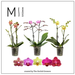 (02) PHALAENOPSIS MF PURPLE P9 TAK