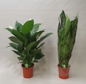 (02) SPATHIPHYLLUM ISABELLA P19 - afbeelding 3