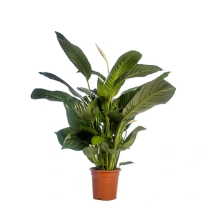 (02) SPATHIPHYLLUM ISABELLA P19 - afbeelding 3