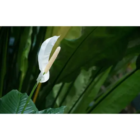 (02) SPATHIPHYLLUM ISABELLA P19 - afbeelding 2