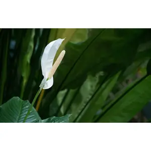 (02) SPATHIPHYLLUM ISABELLA P19 - afbeelding 2