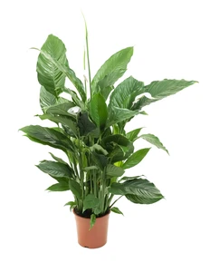 (02) SPATHIPHYLLUM SWEET LAURETTA P24 - afbeelding 3