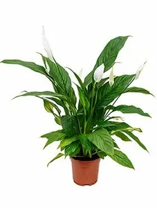 SPATHIPHYLLUM VIVALDI P17 - afbeelding 2