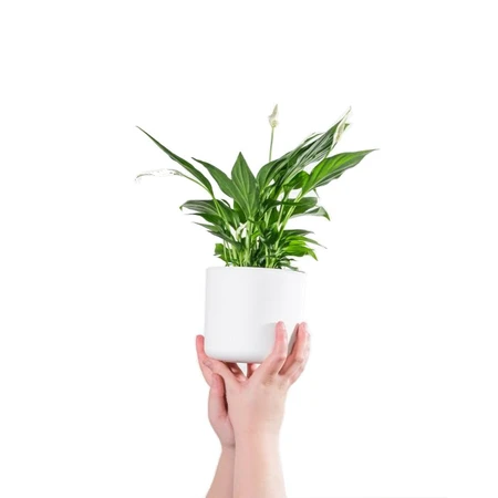 SPATHIPHYLLUM VIVALDI P17 - afbeelding 1