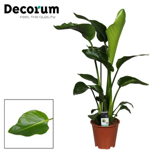 STRELITZIA NICOLAI P19 - afbeelding 2