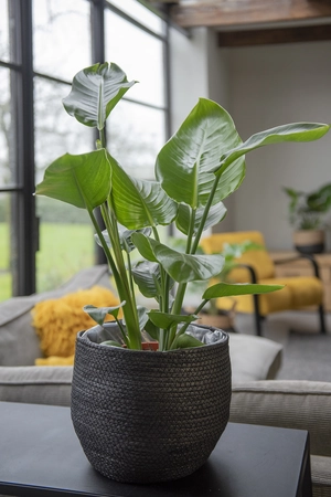 STRELITZIA NICOLAI P19 - afbeelding 3
