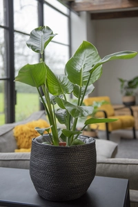 STRELITZIA NICOLAI P19 - afbeelding 3