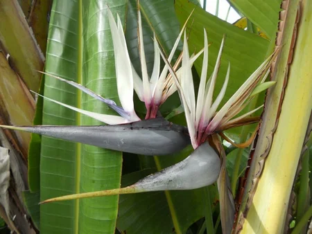 STRELITZIA NICOLAI P19 - afbeelding 6