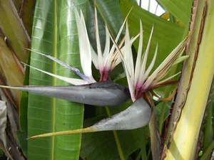 STRELITZIA NICOLAI P19 - afbeelding 6