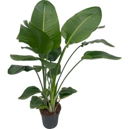 (02) STRELITZIA NICOLAI P24 130+ - afbeelding 2
