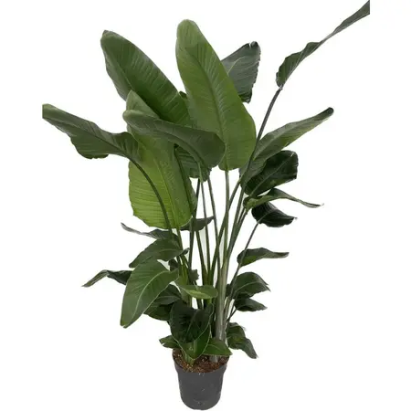 (02) STRELITZIA NICOLAI P30 150+ - afbeelding 2