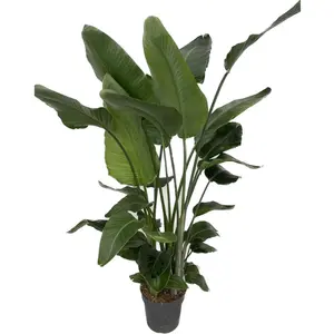 (02) STRELITZIA NICOLAI P30 150+ - afbeelding 2