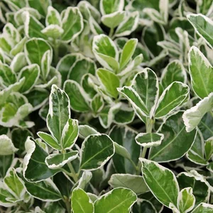 (05) 6PACK EUONYMUS FORT. 'EMERALD GAIETY' - afbeelding 2