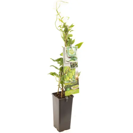 (05) ACTINIDIA ARGUTA ISSAI - afbeelding 1