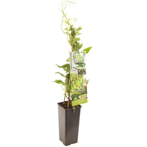 (05) ACTINIDIA ARGUTA ISSAI - afbeelding 2
