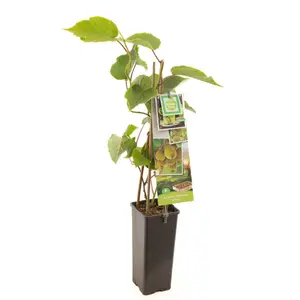 (05) ACTINIDIA CHINENSIS JENNY - afbeelding 2